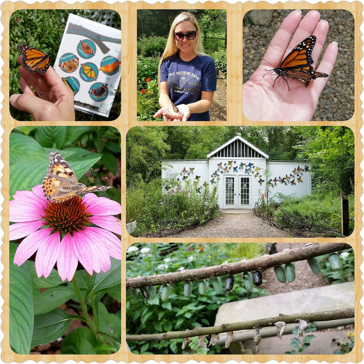 DieTrying21's tweet photo. Butterfly release at @LostRiverCave   #BGBoondoggle #gearedforfun #visitbgky #butterfly #monarchbutterfly
@visitbgky https://t.co/DM0xN8XSPc