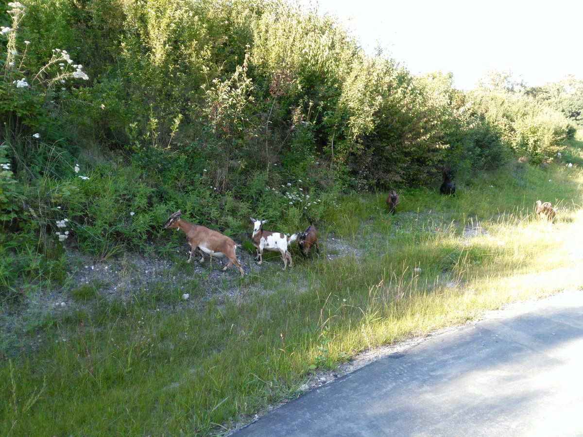 veloman_nrw's tweet image. Futter am Rand der Rahmstr. Unterführung. #Voerde-#Möllen