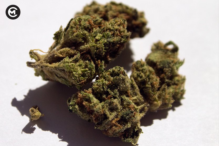 CoolmixOfficial's tweet photo. https://t.co/4YkaAzGYbS A #Medithrive Exclusive: #Sour Tangie. #Coolmix #cannabis #marijuana #strain #weed #pot https://t.co/16nkiRr8Zg