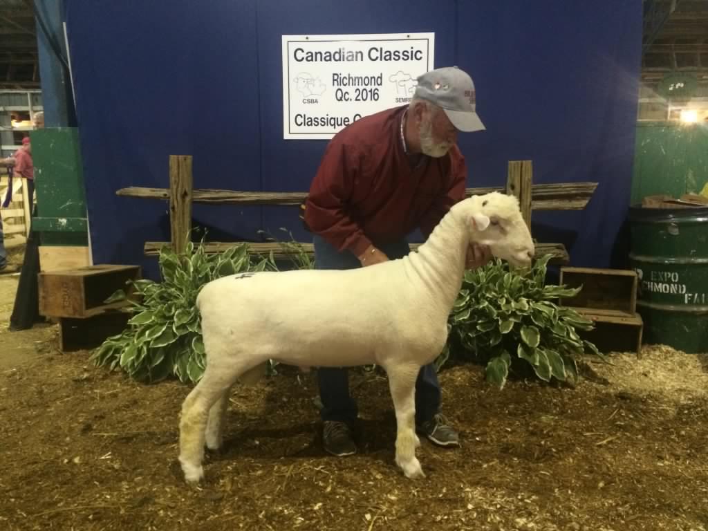 New post up about our beautiful new ram! <a href="/BrienSheep/">Brien Sheep</a> <a href="/LBrien/">Lee Brien</a> <a href="/sarahlee516/">Sarah Brien</a> <a href="/pinnaclehaven/">Tyler Armstrong</a> pinnaclehaven.com/2016/08/16/new…