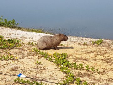 リオ五輪のゴルフコースに カピバラ が出現 自由にグリーンを横断する姿も ねとらぼ