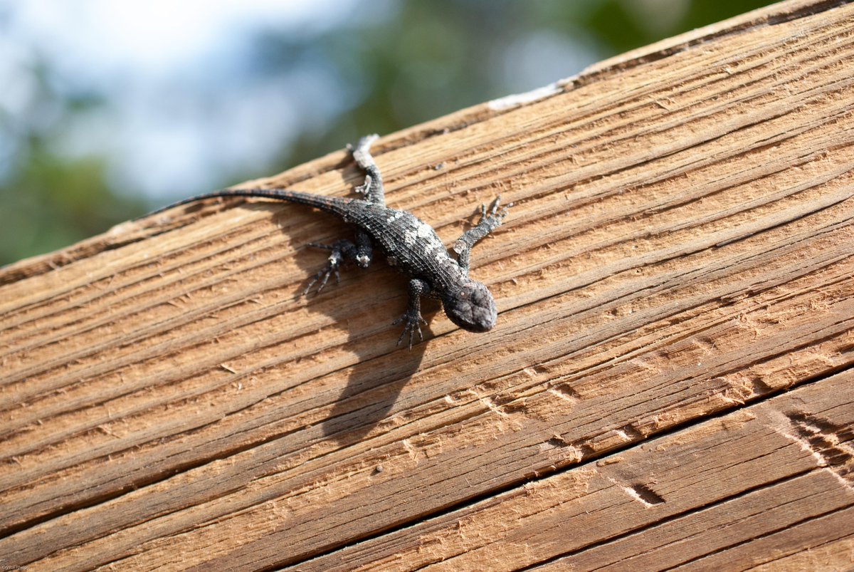 WakeGovParks's tweet photo. #EasternFenceLizard at #BlueJayPoint. When surprised they'll climb a nearby tree and hide behind the trunk. https://t.co/Si5VHljeA2