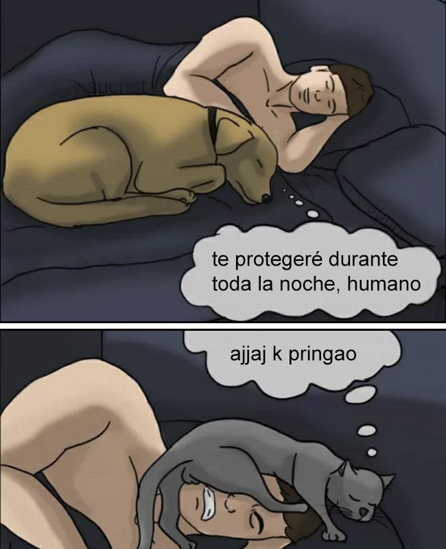 yisucrist's tweet photo. la diferensia entre perros y gatos https://t.co/Q85EoktE62