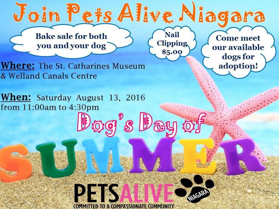 #dogdaysofsummer #Niagara #dogs #rescuedogs #AdoptDontShop #barkery #nailtrim #nokillcommunity