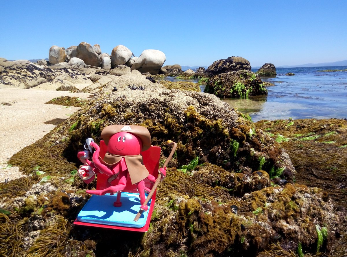 Estoy en la costa reclutando a colegas para ser servidos en la fiestas de #Melide, ¡Pulpo! . #Galicia #turismo