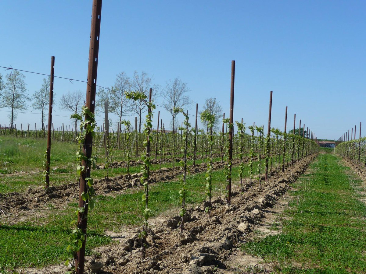 vineyard_posts's tweet image. МЕТАЛЛИЧЕСКИЕ #ОПОРЫ ДЛЯ #ВИНОГРАДНИКОВ     #Стальные опоры для #виноградников    #Кортен_сталь