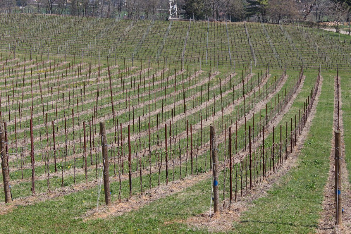 vineyard_posts's tweet image. МЕТАЛЛИЧЕСКИЕ #ОПОРЫ ДЛЯ #ВИНОГРАДНИКОВ     #Стальные опоры для #виноградников    #Кортен_сталь