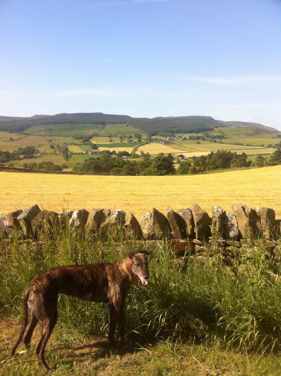 Cheeky 2 night break from Sat 20th August? #Northumberland #Sleeps4 #PetFriendly #LateDeal northumberlandholidays.com/property/poppi…