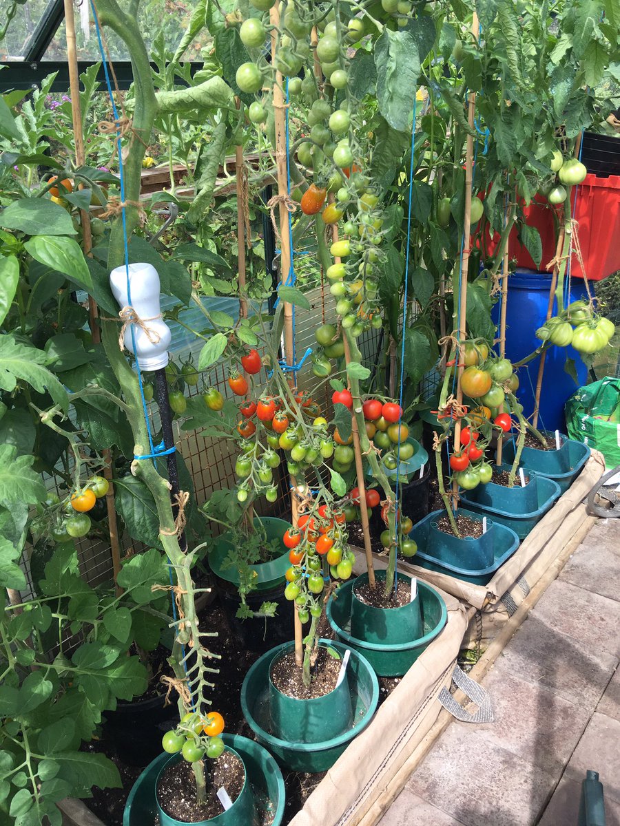 sarfsee's tweet image. I'm running out of varieties for #ATomatoaDay so here's a quick look at 6 types in my #Greenhouse
#GYO #Tomato