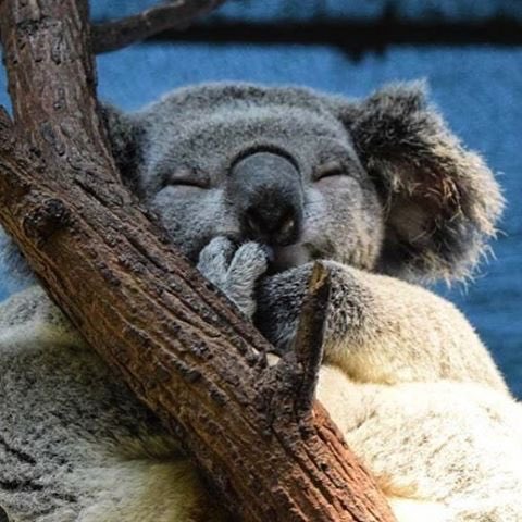 Queensland's tweet photo. #MyCensus down? Perfect excuse to catch up on yr beauty 😌💤! That's our secret to looking so 😍✨ in #thisisqueensland https://t.co/9F1wnpeBf4
