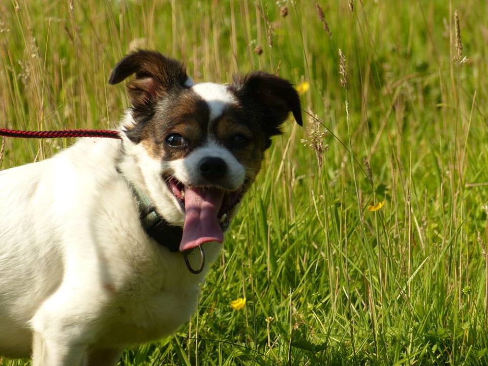 EroskaEva's tweet photo. Lasi is still looking for a home, she is very small size approx 3-4 kg, old girl still active though, her owner died https://t.co/c53d2DSUf5