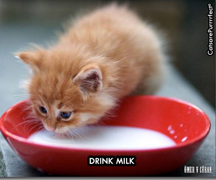 Котик с едой. Кушай мой котенок. Маленький котик кушает. Котенок кушает. Кушайте сметану.