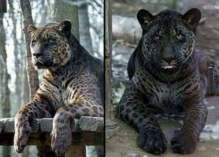 Loren Coleman On Twitter Melanistic Male Jaguar Is The Father Loren Coleman On Twitter Melanistic Male Jaguar Is The Father Sometimes Very Casually Called A Black Panther Hybrids Are Jaglions Itistwitter