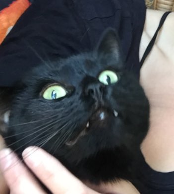 SunnaBen's tweet photo. Ég: hey Salem, tökum selfie! 
Salem: https://t.co/bRRojTeBwq