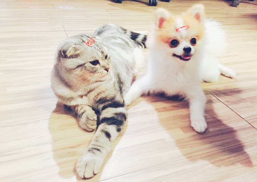 _ROXWIN's tweet photo. 나른한 막타&amp;뽀로의 하루
Makta and Pporo 
#선수들이사진찍을상태가아니라네 
#Roxtigers https://t.co/hIUJqIRpWK