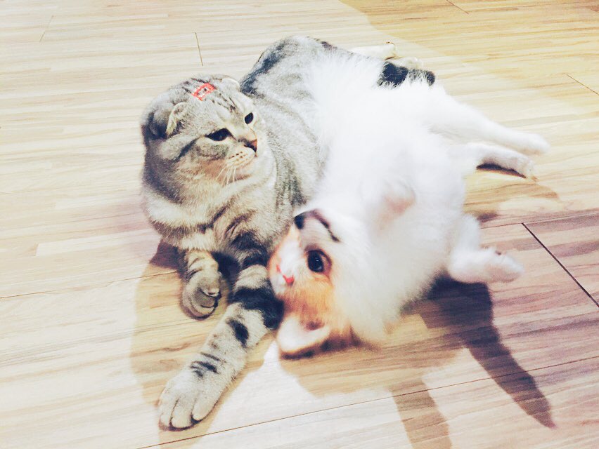 _ROXWIN's tweet photo. 나른한 막타&amp;뽀로의 하루
Makta and Pporo 
#선수들이사진찍을상태가아니라네 
#Roxtigers https://t.co/hIUJqIRpWK