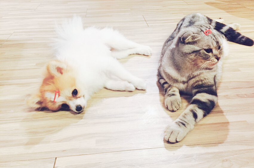 _ROXWIN's tweet photo. 나른한 막타&amp;뽀로의 하루
Makta and Pporo 
#선수들이사진찍을상태가아니라네 
#Roxtigers https://t.co/hIUJqIRpWK