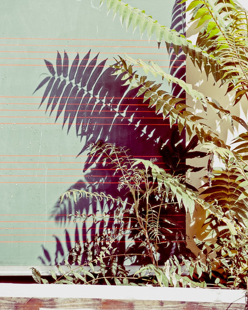 uncool_C's tweet image. Palm Beach - Suburbian Summer #palmbeach #photography #Graz klou.tt/6t4decfkyi0u