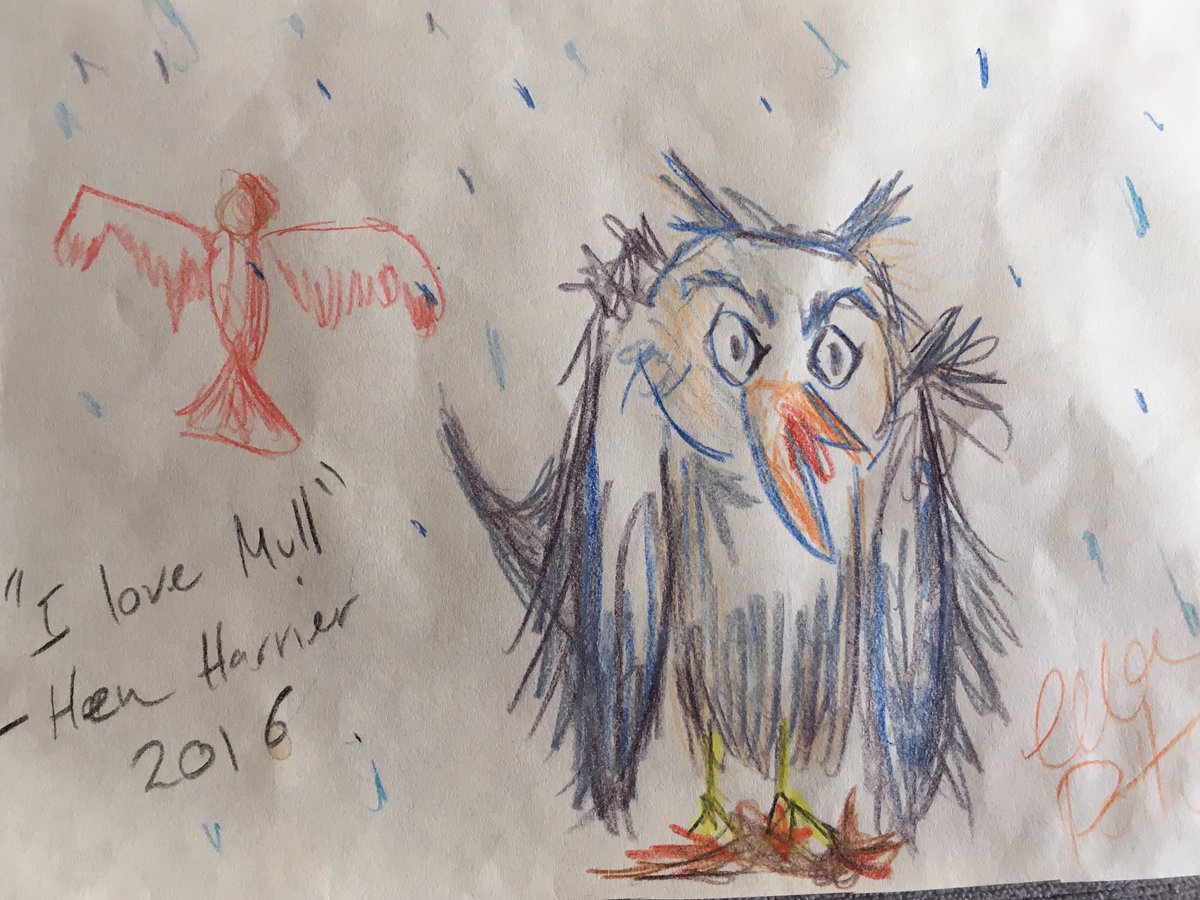 And another drawing from #HenHarrierDay2016 at <a href="/CraignureB/">Craignure Bunkhouse</a> - thanks to everyone who came along! <a href="/Nature_Scotland/">Ewan Miles</a>