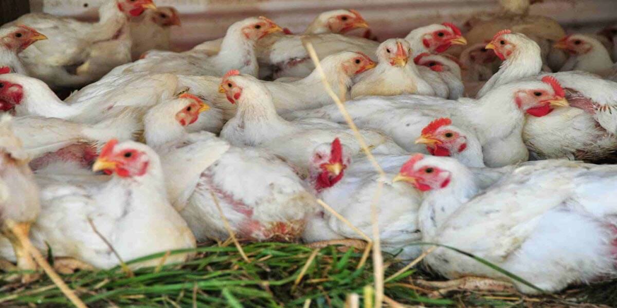 ChartVoice's tweet image. تراجع #أرباح #الاسماعيلية_للدواجن لـ 11,3 مليون جنيه
goo.gl/PSDq1E
#البورصة_المصرية #أخبار #تداول #أسهم