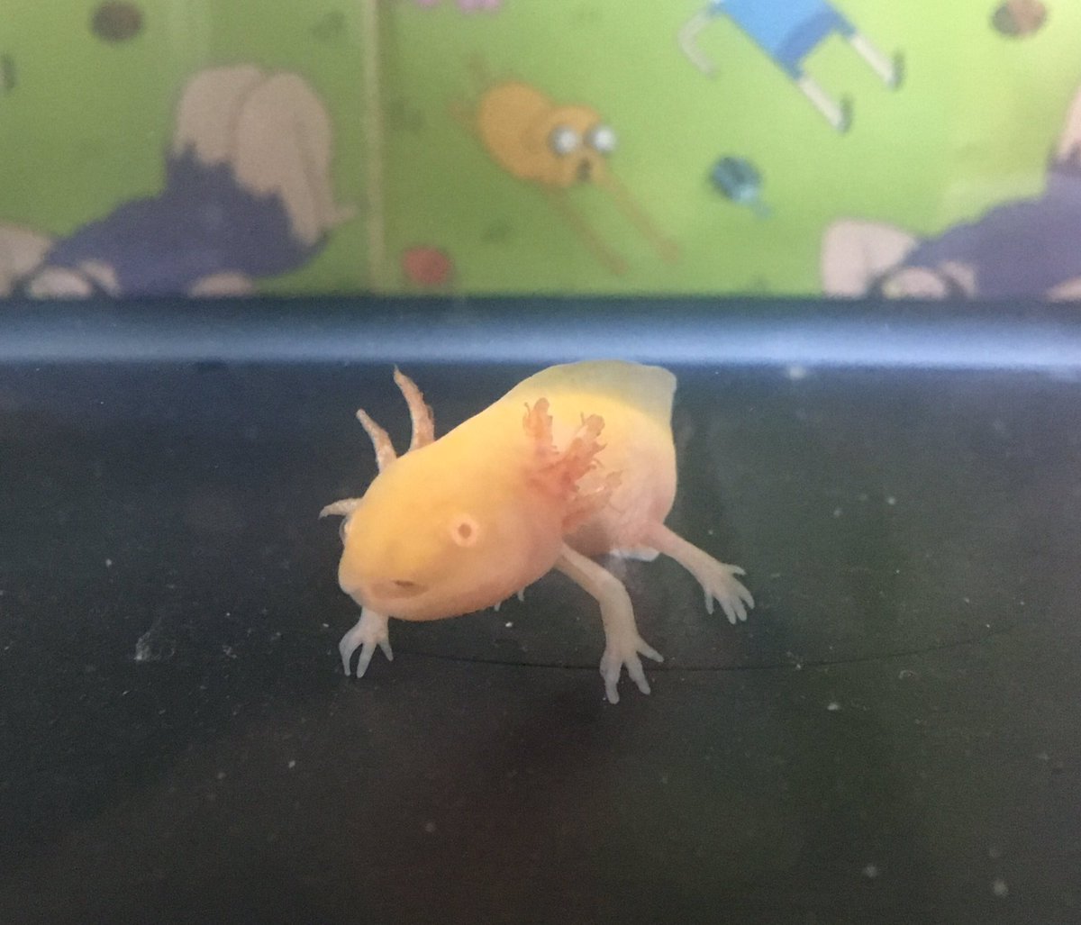 金ちゃん ウーパールーパー Kinchan724 Twitter