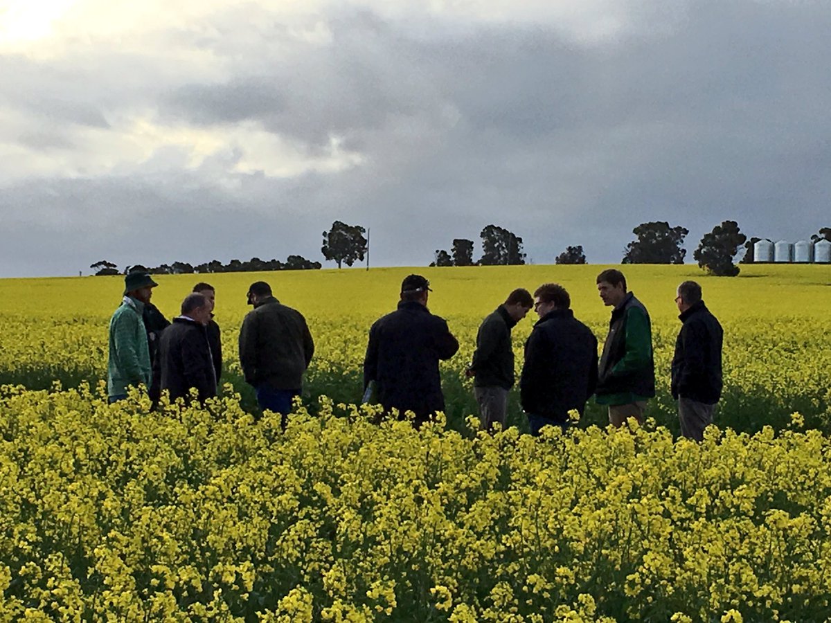 Good @LMKWAagronomy canola trial with the <a href="/Bayer4CropsAU/">Bayer AU 🇦🇺 | Crop Science</a> eastern states #weedsmartau field trip in the south of WA