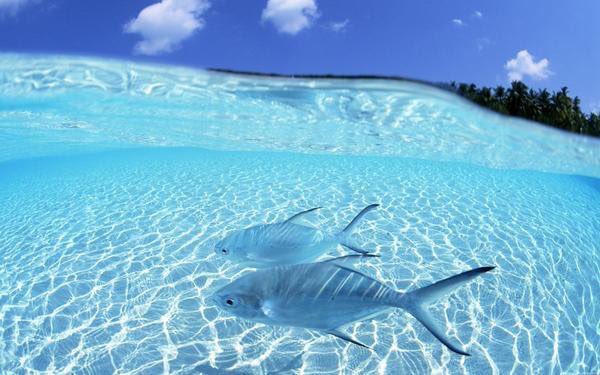 naturenchill's tweet photo. Just keeping swimming 🐠 https://t.co/NXYhLJOKm2