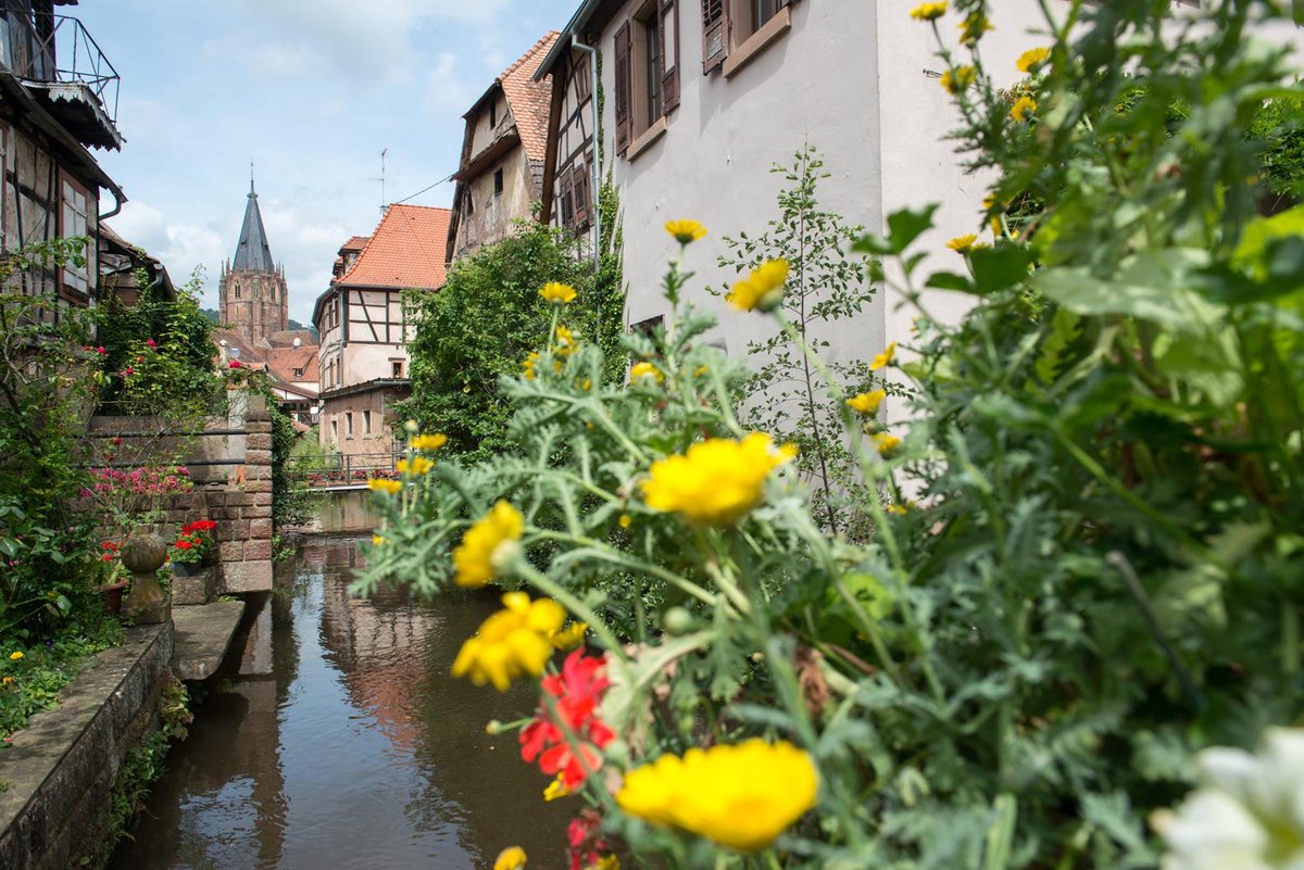 toutelalsace's tweet photo. Vive l'été dans le #basrhin comme ici à Wissembourg! https://t.co/q5c1gLl4Ys cc @Magnifique_FR @ADT_Alsace https://t.co/SUUz8q1xGi