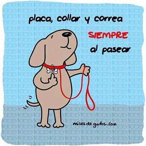 Tierradanimales's tweet image. #TipsTDA  #SeDueñoResponsable, los perros NO deben salir sin correa. Evítale sufrimiento,no dejes que se pierda!