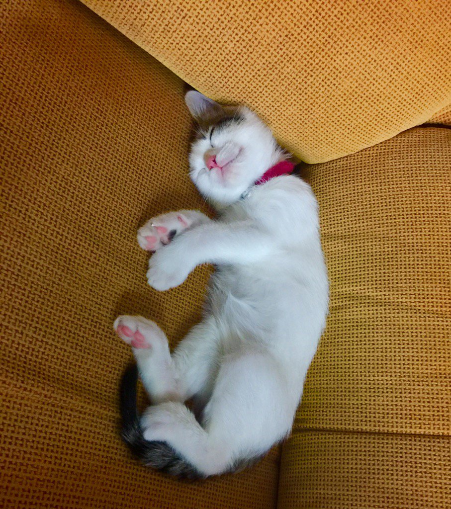 IsaCerdan's tweet photo. 😻💤 https://t.co/EWUOl69qvJ
