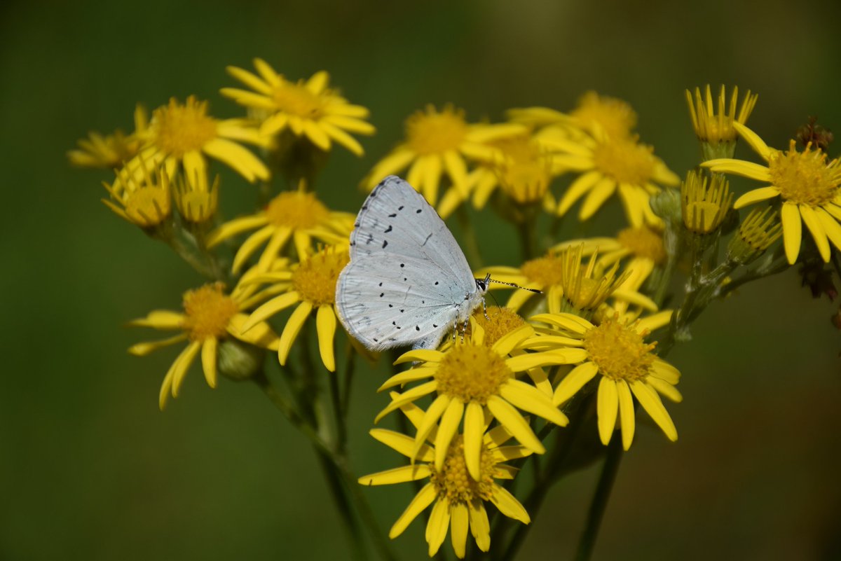 blogsbyme's tweet photo. Could someone help to identify these please? @wildlife_uk @BradfordNature @NatureUK @ukbutterflies #butterflies https://t.co/BDhcThM9JZ