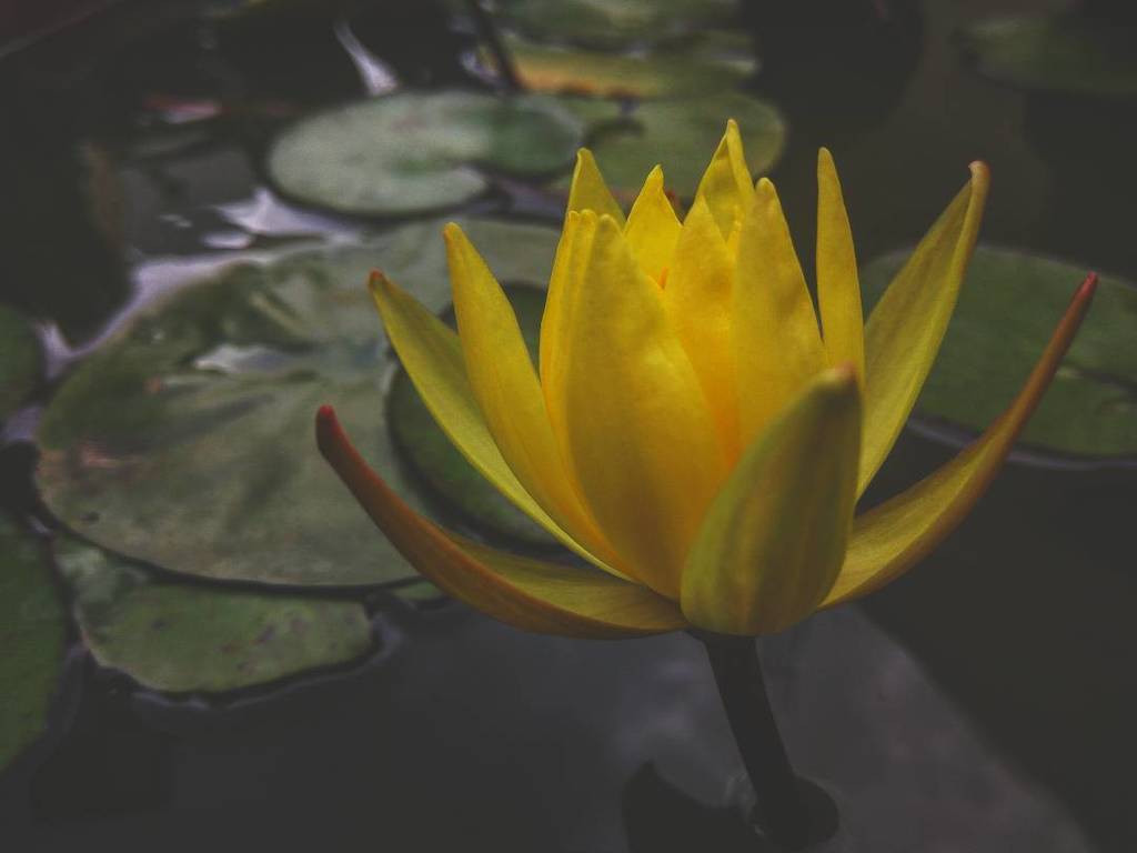 MSResearchGroup's tweet image. Calling all amateur photographers: We need your help! Take our survey to see if you qualify! surveymonkey.com/r/FZD8FYT