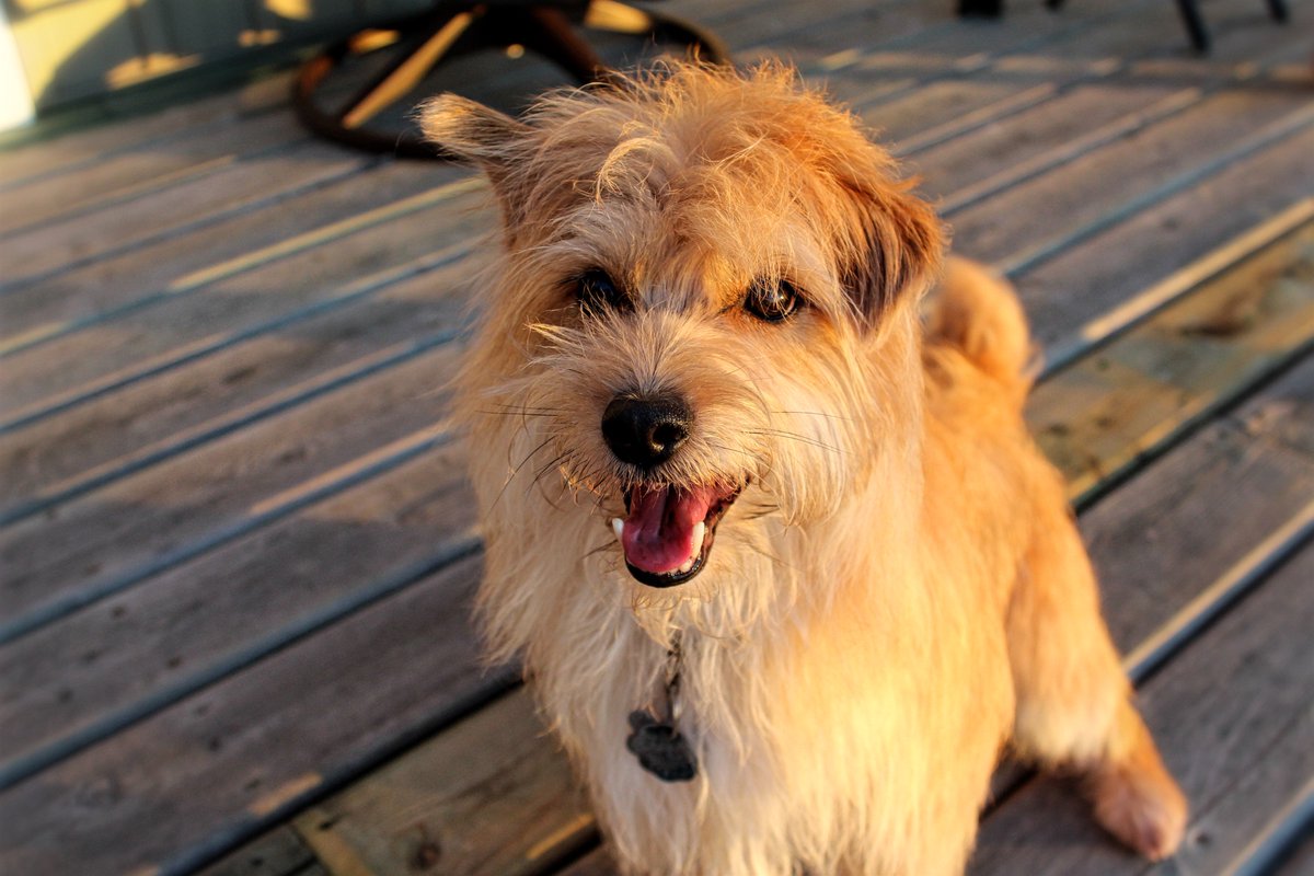 Dog Portraits are my favourite thing to shoot