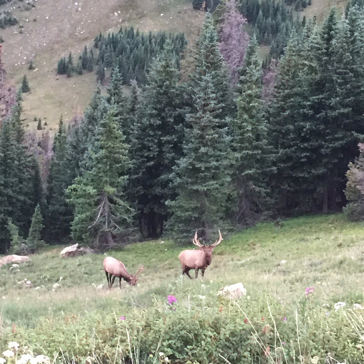 Paige_Sanders's tweet photo. Found these on our search for wildlife today. #rockymountainnationalpark #colorado #fallriverroad #elk #wildlife https://t.co/LBHnoXVBL0
