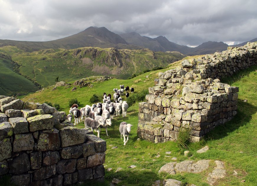 Mark Richards (@fellranger1) on Twitter photo <a href="/HerdwickSheep/">Herdwick Sheep</a> ewes entering the north gate of Hard Knott Roman fort backed by the Scafells - on <a href="/HadriansHighWay/">HadriansHighWay</a> <a href="/HerdwickSheep/">Herdwick Sheep</a> ewes entering the north gate of Hard Knott Roman fort backed by the Scafells - on <a href="/HadriansHighWay/">HadriansHighWay</a>