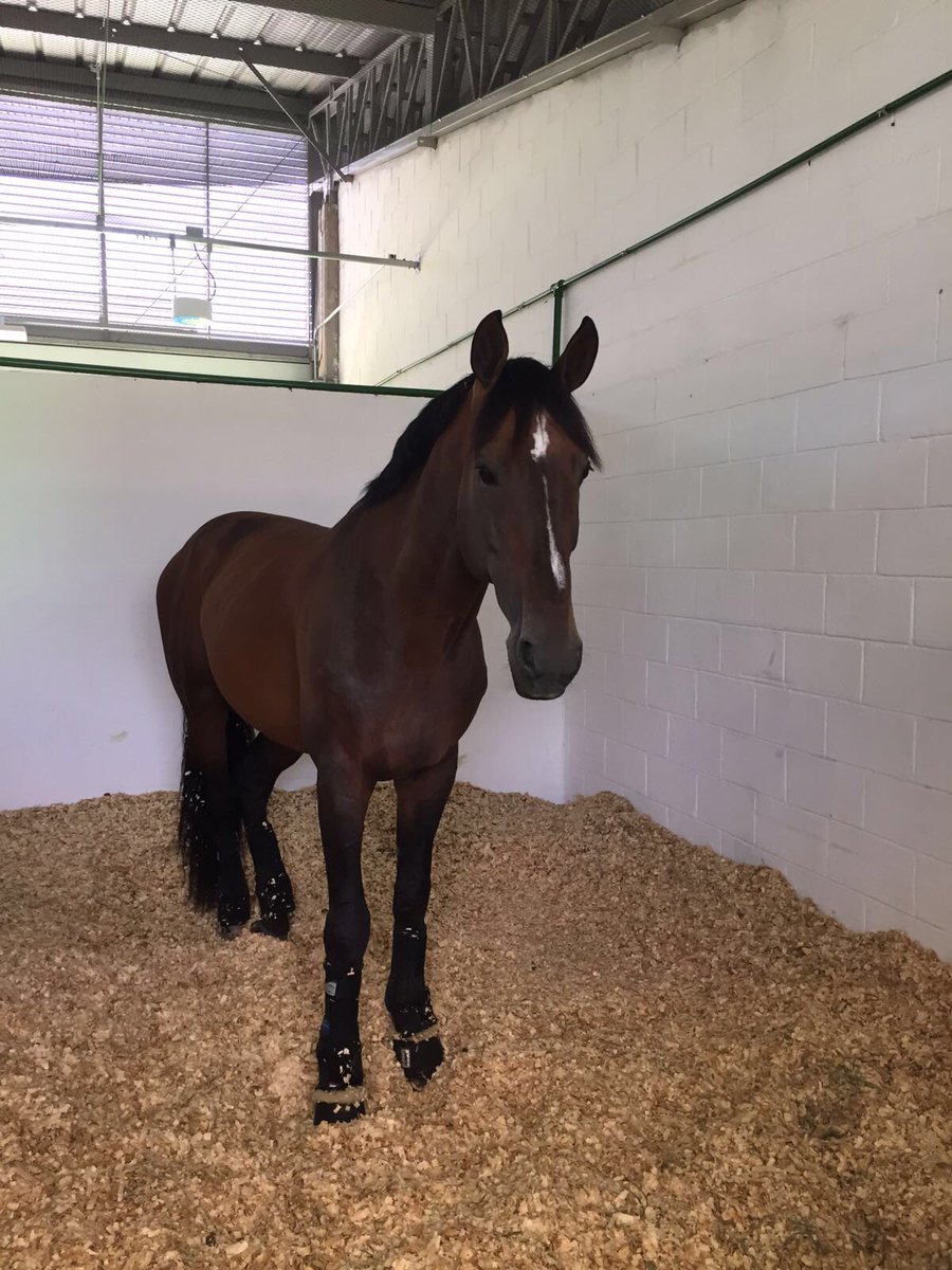 danielblumand's tweet photo. Apardi is in Rio! And I am on my way! #TwoHearts #RioOlympics2016 #Sports #CreoEnColombia https://t.co/K3WiUo0jXJ