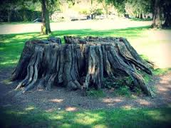 SweetCordi's tweet photo. Let's play a game: plateau or tree stump ? mesa or tree stump ? #massivetrees #calcifiedtrees or #magma ? #noforrest https://t.co/kH1wxKUdM3