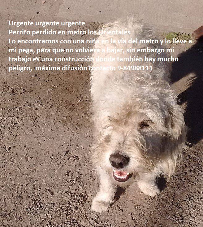 urgente busca a su familia encontrado  metro los orientales #nunoa #macul #penalolen #laflorida #lascondes #lareina