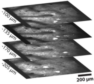 SpectraPhysics's tweet photo. New article @MPFNeuro in @nature on visual cortex with InSight DS+ 2-photon #imaging https://t.co/ZLdwiHRiij https://t.co/A6HJT9kSVl