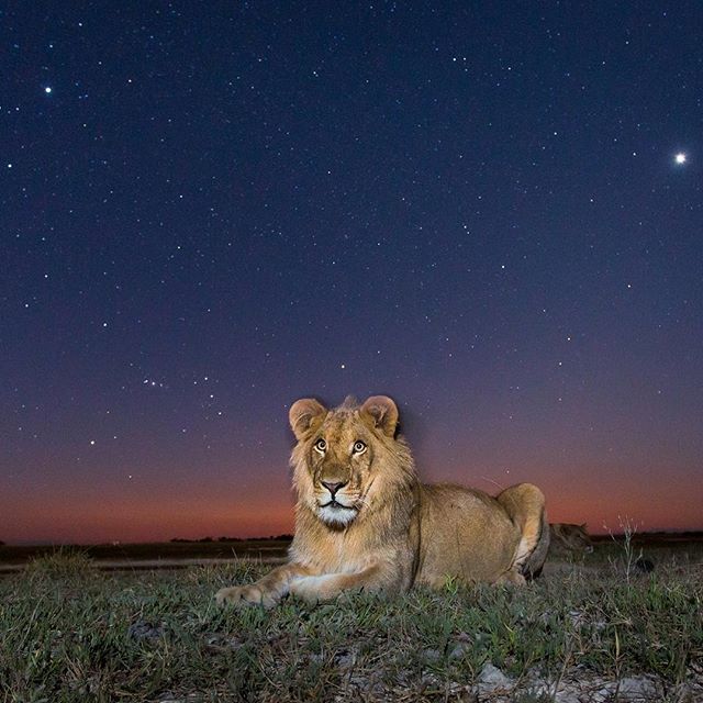 Lion at dusk, photographed with #BeetleCam instagram.com/p/BI5LvlChz6Y/