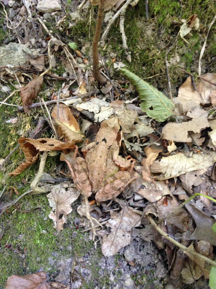 stan_cicon's tweet photo. #Home town #foraging #mushrooms https://t.co/3cawNj5z9R