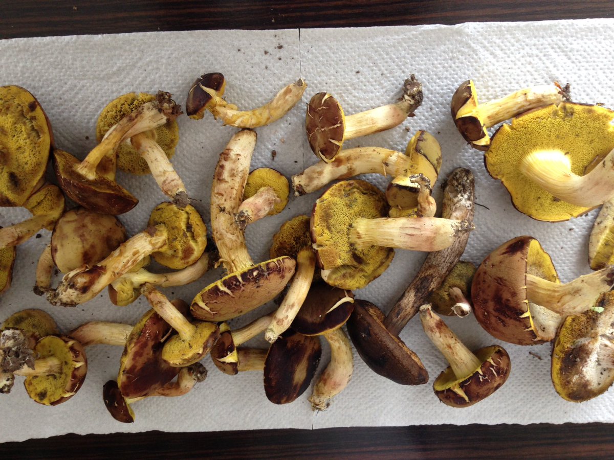 stan_cicon's tweet photo. #Home town #foraging #mushrooms https://t.co/3cawNj5z9R