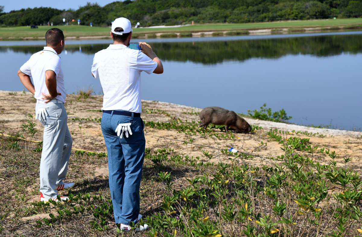 Capybara Close Encounter