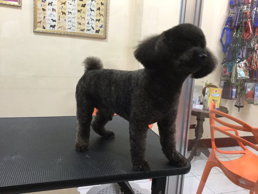 barking_bubbles's tweet photo. Anon had some #barkingbubblesway #groomsmart service today. https://t.co/YlJiYWbcRw