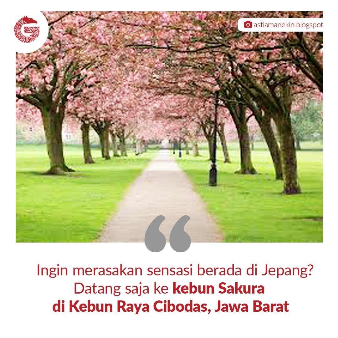 GNFI's tweet image. #TahukahAnda Tidak perlu jauh-jauh ke Jepang! Datang saja ke Kebun Raya Cibodas.
