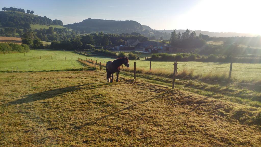 JoshNeateCD's tweet image. Love summer mornings #sun #morning #tuesday #equine #horses #pony #carriagedriving #earlystarts #countrylife