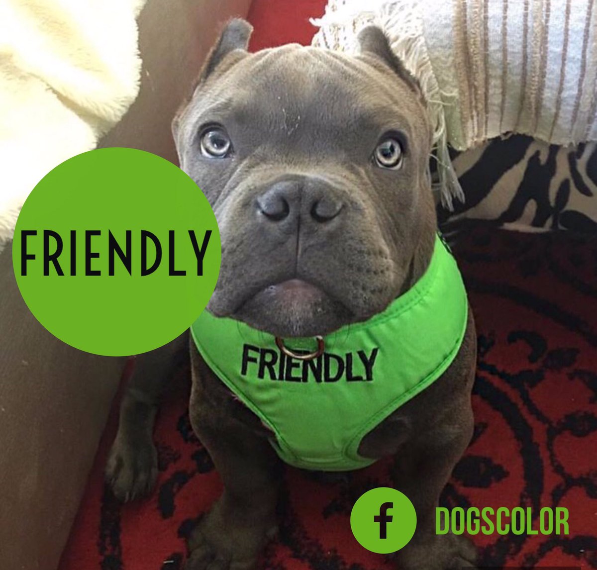 Dogscolor's tweet image. Follow us! @BoxersAndPits #pitbull #Puppies #dogsoftwitter #safedog #norge #summernorge #dogslife @NorskKennelKlub