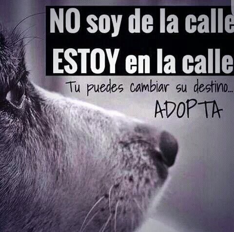 Tú puedes hacer la diferencia... Adopta!  #Maracaibo