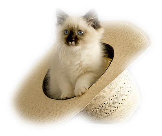 Didinette02's tweet photo. Hugs 💗💗💗🐱 @Natanaelmiangel @SLARTZONE @Clars2010Clara @Estrella51Ahora @art_paragon @mofaizal09 @hr130130 @Biela25 https://t.co/v5S3XejjZC