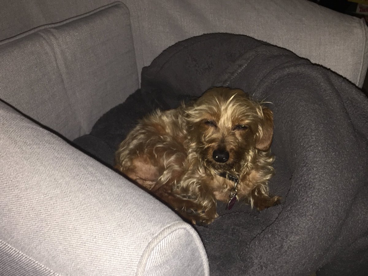 soqui1982's tweet photo. Ludo loves her new pit. #Ludo #dog #dogsarejoy #dogsarelove #dogsoftwitter https://t.co/WoNxsD5gdj